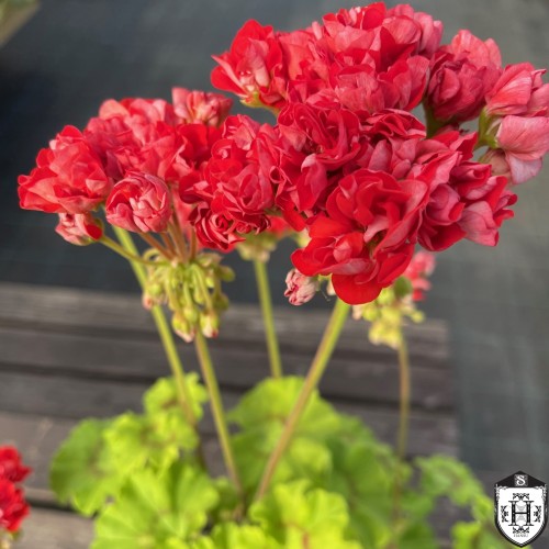 Pelargonium 'Brighstone' - Pelargoon 'Brighstone' P9/0,55L